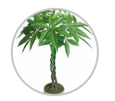 綠植搭配也有講究！